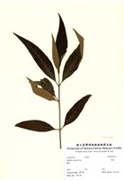 藏品(揚波)的圖片